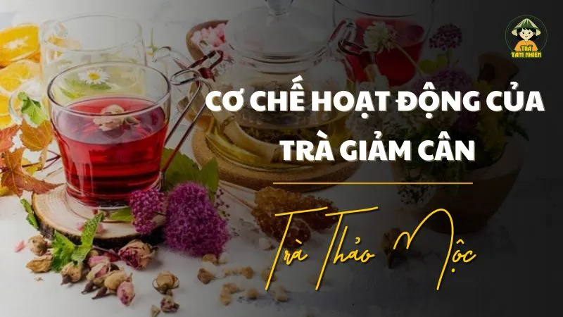 Cơ chế hoạt động của trà giảm cân