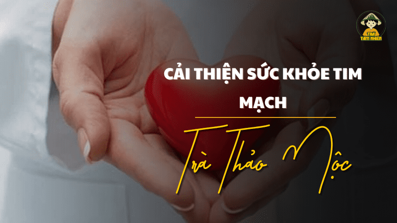 trà hoa cúc cải thiện sức khỏe tim mạch