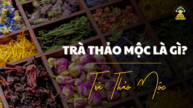 tra-thao-moc-la-gi