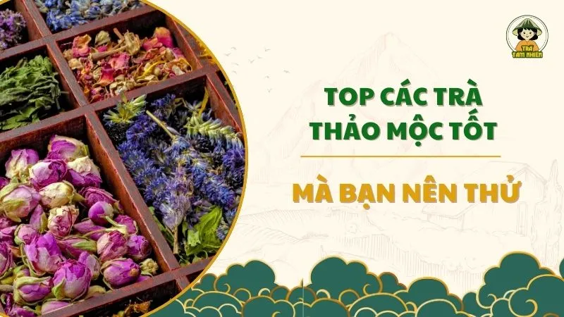 top các loại trà thảo mộc tốt cho sức khoẻ