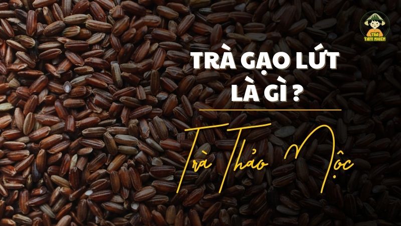 trà gạo lứt là gì