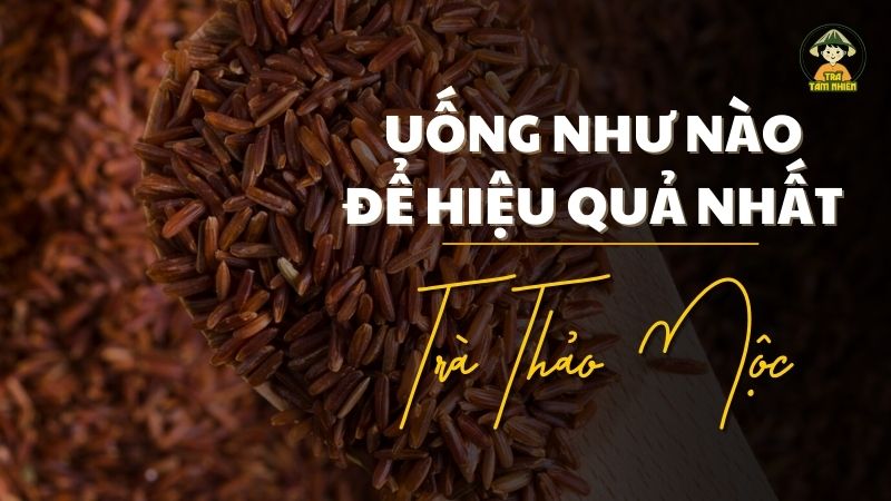 uống trà gạo lứt như nào hiệu quả